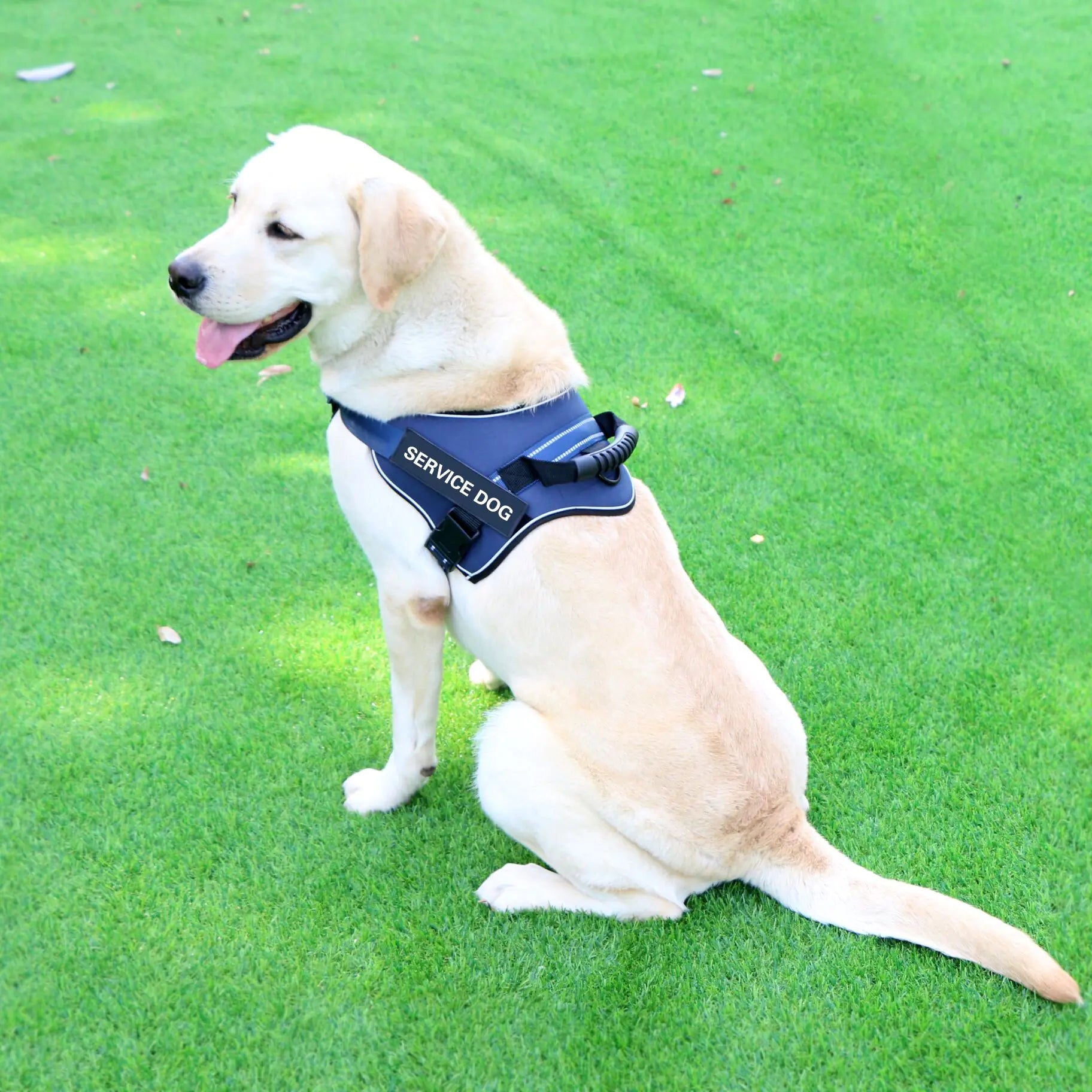 Geschirr für mittlere bis große Hunde